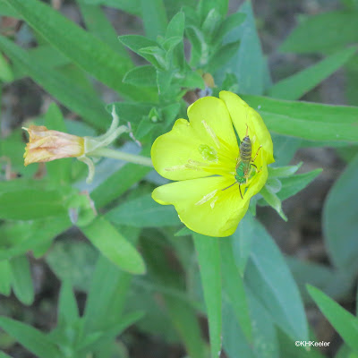 native bee on common evening primrose