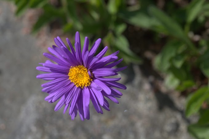 Vanjsko Cvijece Astra (Starwort; Frost Flower)