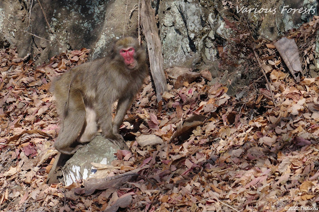 Japanese macaques in the Tanzawa Mountains,丹沢のニホンザル