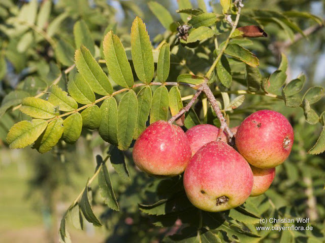 Рябина домашняя (Sorbus domestica)