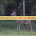 Cervo é visto pelas ruas de Tramandaí e Imbé