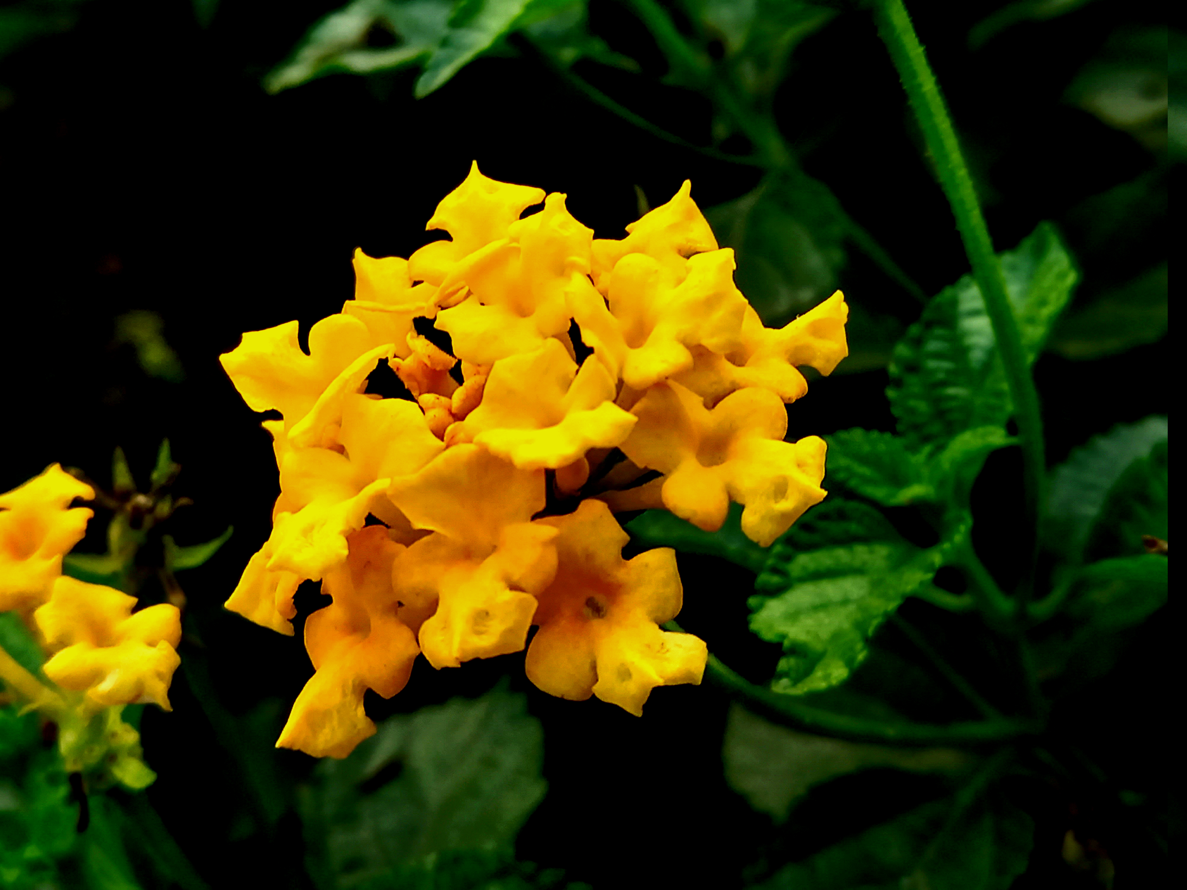 Lantana Camara flowers