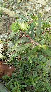 how to identify bhringraj plant. भृंगराज पौधे की पहचान कैसे करें