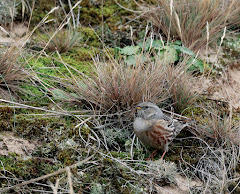 ALPINE ACCENTOR