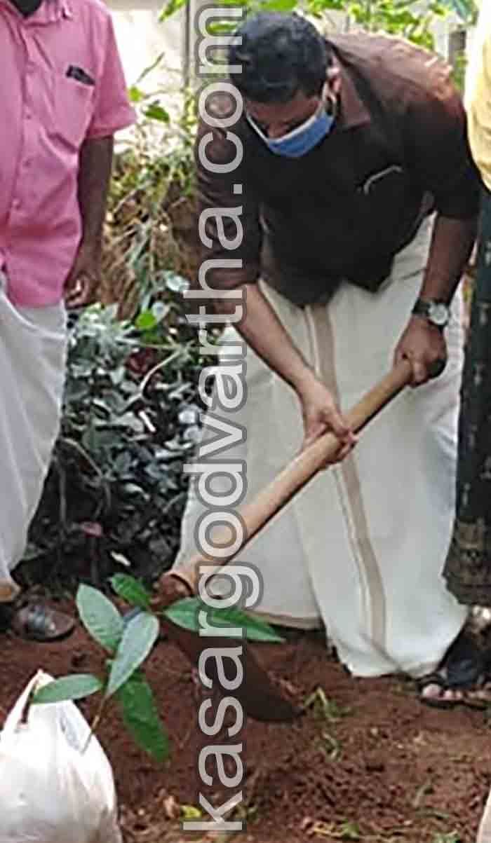 News, Kerala, Committee, Secretary, CPM, Conference, CPM planted trees to promote conference.