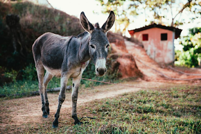 Biblical Dream Meaning of a Donkey