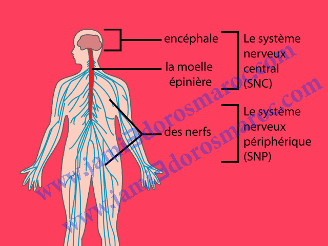 le système nerveux 3ème année collège résumé