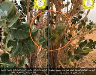 بالفيديو استشاري سعودي يحذر من انتشار شجرة شهيرة في المملكة قد تسبب "العمى"