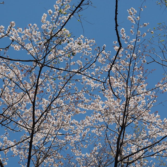 Prunus jamasakura 'Kongo'
