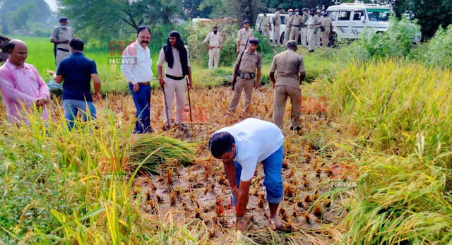 People were shocked to see Sahibganj DC harvesting the first paddy