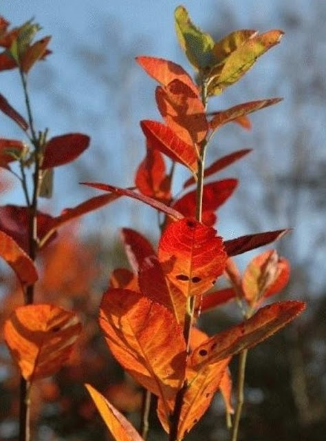 Amelanchier canadensis 'Rainbow Pillar'