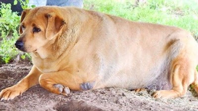Pets and Obesity: All You Need to Know