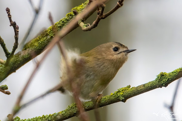 Goldcrest