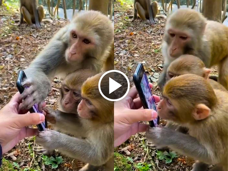Monkeys reactions after seeing their own video in mobile phone
