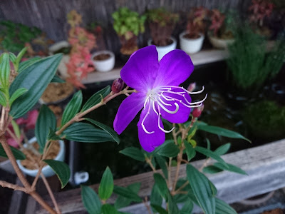 ノボタンの育て方 園芸品種のコートダジュールは葉や花が小さく 鉢植えにおすすめです メダカの大工