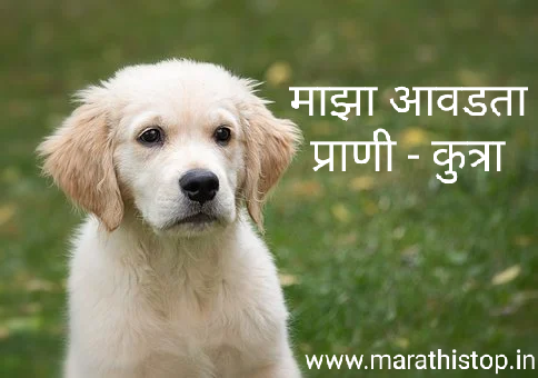माझा आवडता प्राणी - कुत्रा My Favourite Animal - Dog Marathi Nibandh मराठी  निबंध