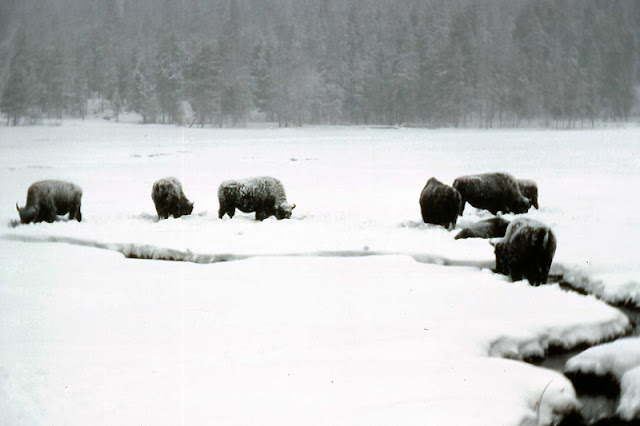 Bison in Yellowstone National Park