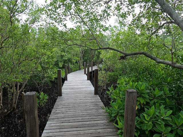 Mangrove Thailand in Chanthaburi