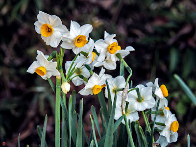 Suisen (Narcissus) flowers: Engaku-ji