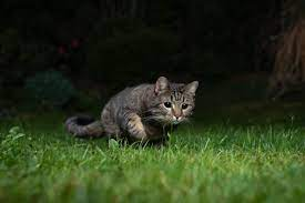 Can Cats See in the Dark? The Truth About Feline Night Vision