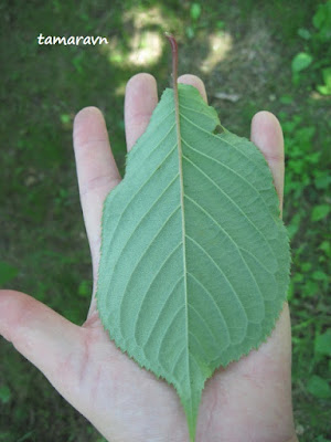 Вишня сахалинская / Вишня Саржента (Cerasus sachalinensis, =Cerasus sargentii)