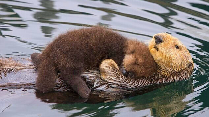 This Otter Mom Is Extremely Kind And Careful As She Carries Her Baby.