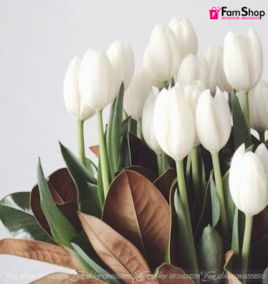 Hoa tulip trắng cắt vườn HTL0180