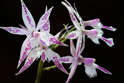 Barkeria orchid care