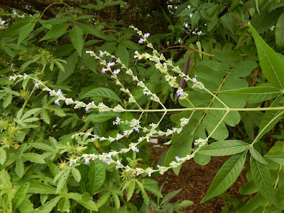 黃荊的花序