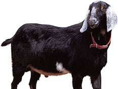 Nubian goat