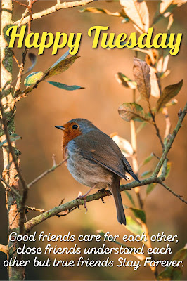European Robin Bird wallpaper,Good Morning Tuesday wishes.