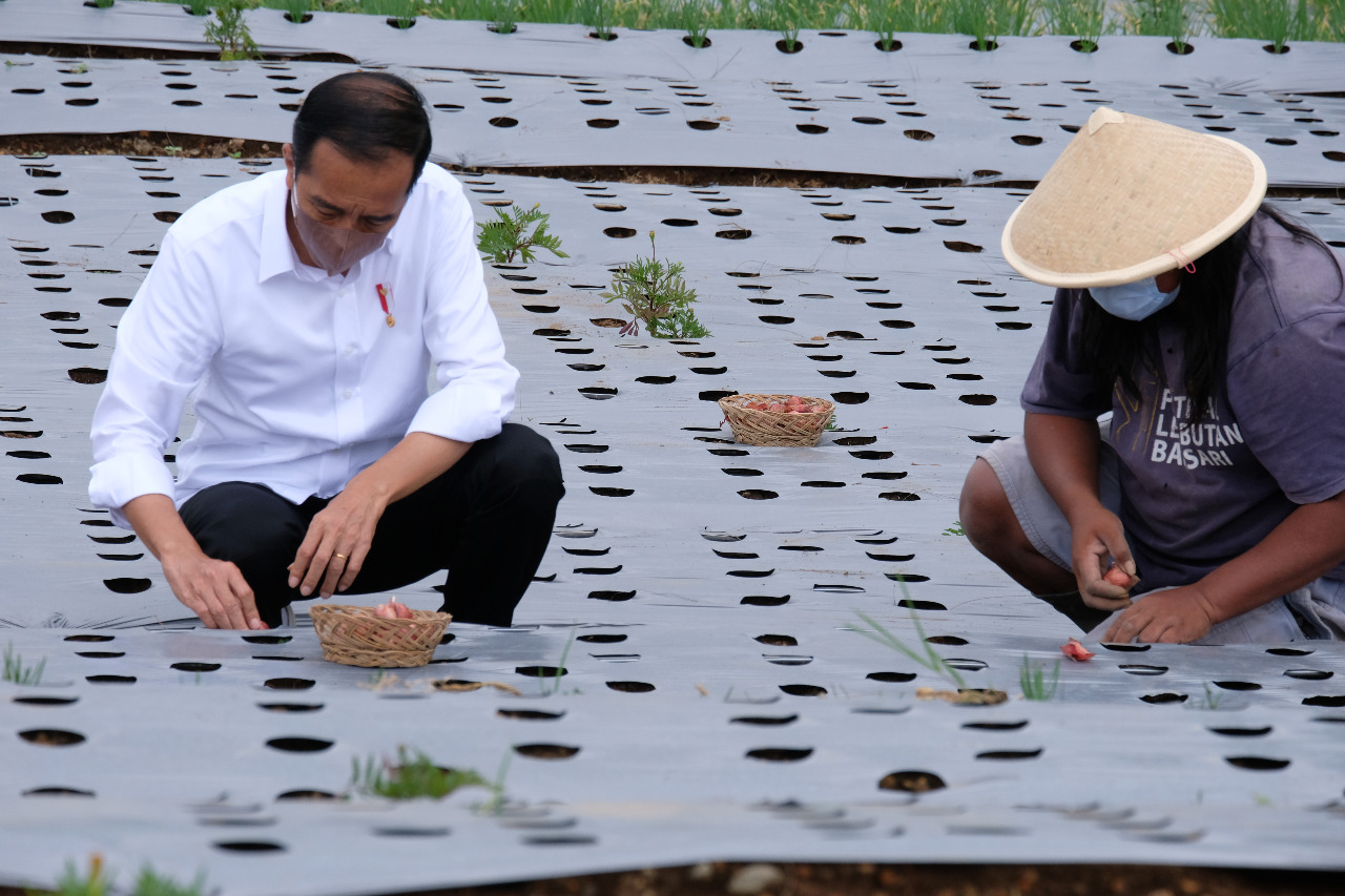 Jokowi Tanam Bawang Merah di Kawasan lahan Food Estate Temanggung