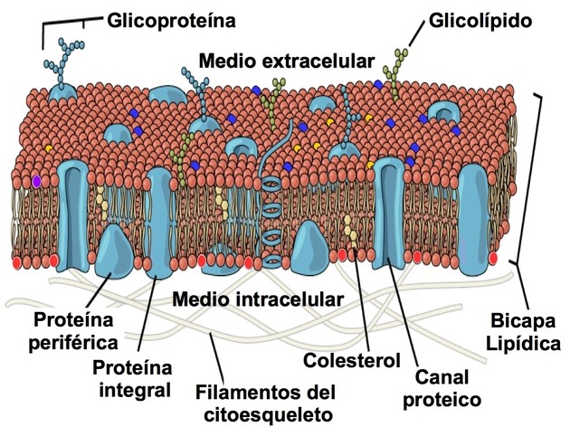 Imagen