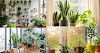 6 Reasons to keep Indoor Plants