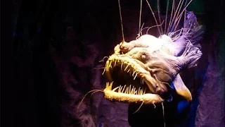 Anglerfish