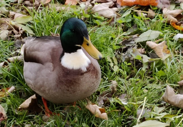 Colvert debout dans l'herbe.