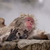 Χαμός! Το... spa των μαιμούδων του χιονιού! (βίντεο)