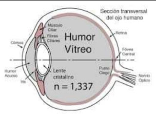 Humor vítreo