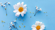Daisy flower background,phone wallpaper