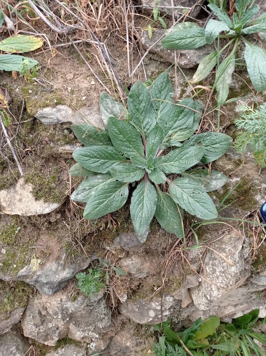 Gordolobo Polvoriento