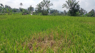 Hama Tikus Serang Lahan Pertanian di Padang Panjang