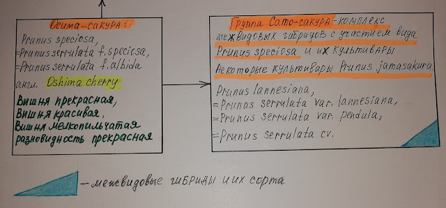 Сакуры (Japanese cherry, Sakura, cherry blossom) / Классификация