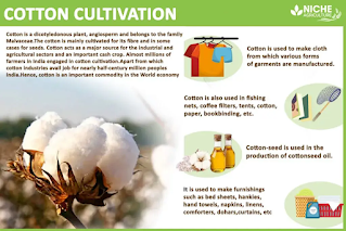 Cultivation of Cotton fibre