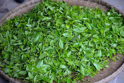 ¿cómo empezó la exportación y la difusión del té chino hacia los mercados extranjeros?