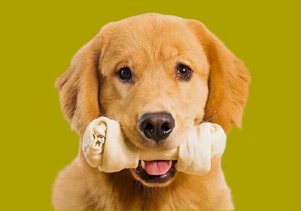 How Feeding Bones can be Healthy for Dog and Cat?