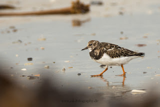 Wildlifefotografie Helgoland Düne Steinwälzer