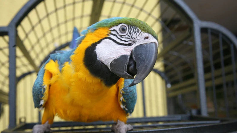 Why Is Your Pet Bird Screaming?