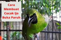 Cara Membuat Cucak Ijo Buka Paruh