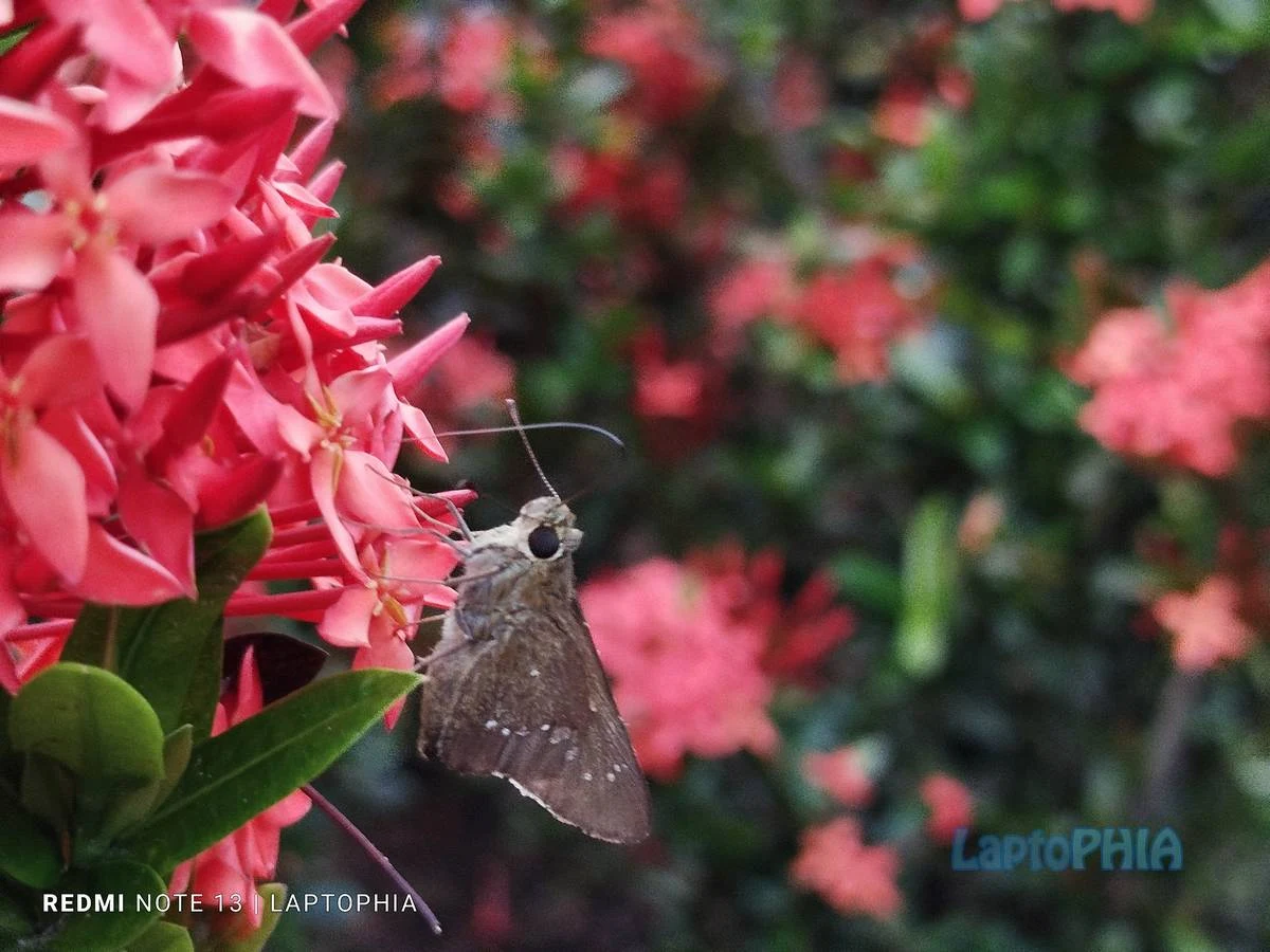 Hasil Foro 3x Lossless Zoom Macro