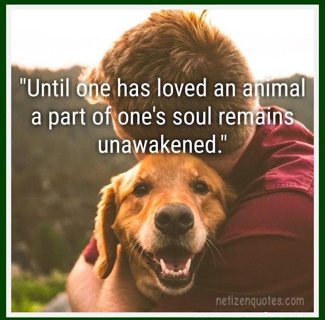 The love of an animal - Netizen Quotes